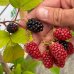 Černica nepichľavá, veľkoplodá (Rubus fruticosus) ´LOCH NESS´ - skorá 40-70 cm, kont. 1.5L